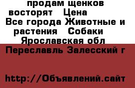 продам щенков восторят › Цена ­ 7 000 - Все города Животные и растения » Собаки   . Ярославская обл.,Переславль-Залесский г.